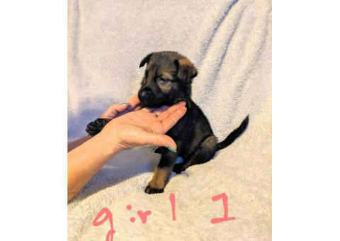 5 girls and 3 boys AKC German Shepherd Puppies