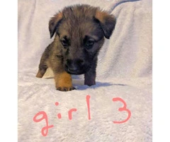 5 girls and 3 boys AKC German Shepherd Puppies - 3