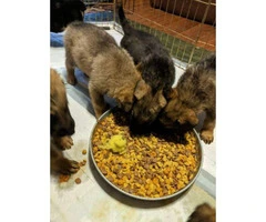 5 girls and 3 boys AKC German Shepherd Puppies - 9