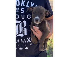 labrabull puppies for sale near me