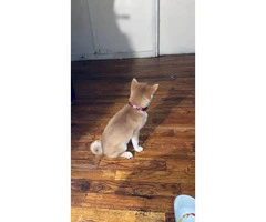 Gorgeous Shiba-Inu 4 month old female puppy - 2