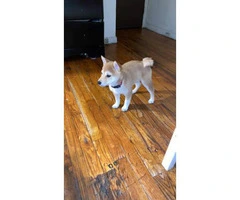 Gorgeous Shiba-Inu 4 month old female puppy - 3