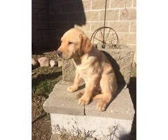3 males AKC Labrador puppies for sale - 2