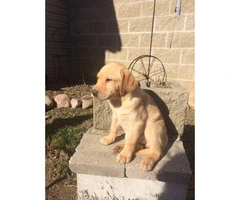 3 males AKC Labrador puppies for sale - 3