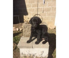 3 males AKC Labrador puppies for sale - 5