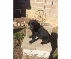 3 males AKC Labrador puppies for sale - 6