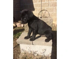 3 males AKC Labrador puppies for sale - 7