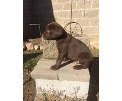 3 males AKC Labrador puppies for sale - 8