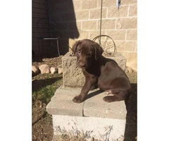 3 males AKC Labrador puppies for sale - 9