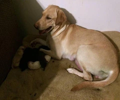 3 males AKC Labrador puppies for sale - 12