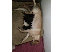 3 males AKC Labrador puppies for sale - 13