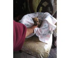 One male and one female Chihuahua mini teacup puppy