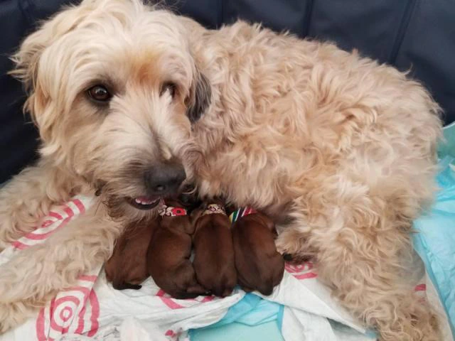 One boy left Purebred Wheaten terrier puppies