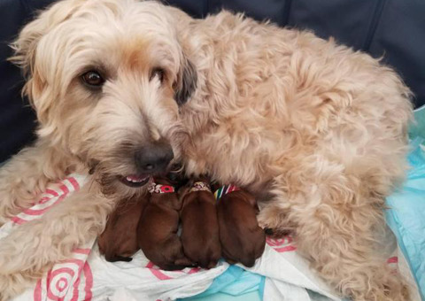 One boy left Purebred Wheaten terrier puppies