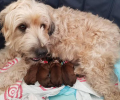 Soft Coated Wheaten Terrier - Puppies for Sale Near Me