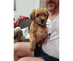 One boy left Purebred Wheaten terrier puppies - 2