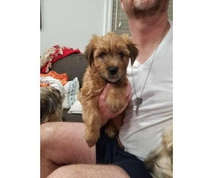 One boy left Purebred Wheaten terrier puppies - 4