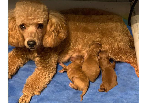3 adorable miniature poodle puppies