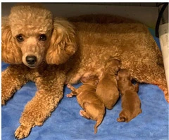 3 adorable miniature poodle puppies
