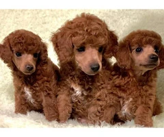 3 adorable miniature poodle puppies - 3
