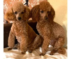3 adorable miniature poodle puppies - 4
