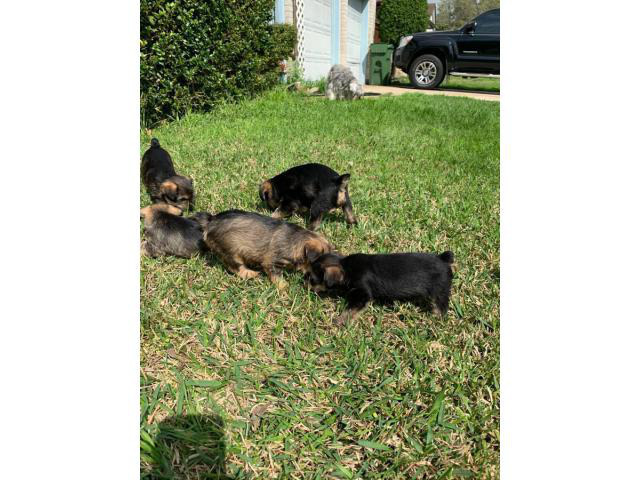 Snorkie puppies up for sale 5 males and 1 female in