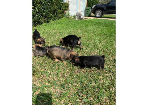 Snorkie puppies up for sale 5 males and 1 female