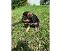 Snorkie puppies up for sale 5 males and 1 female