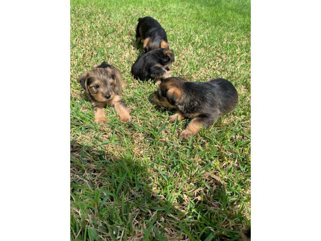 Snorkie puppies up for sale 5 males and 1 female in