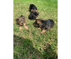 Snorkie puppies up for sale 5 males and 1 female