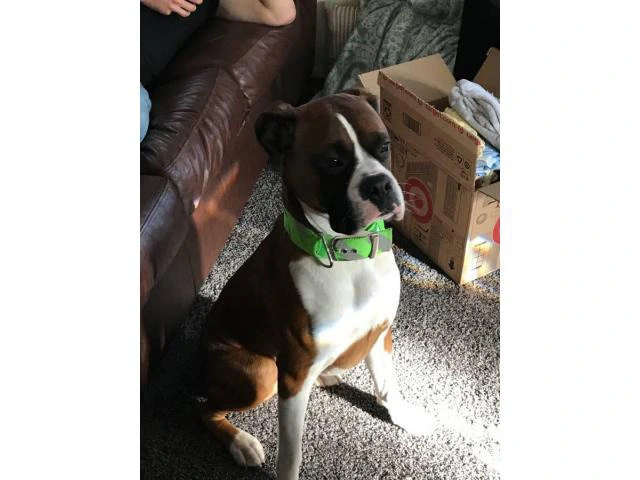 1.5-year-old male purebred Boxer dog need good home - 1/5