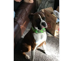1.5-year-old male purebred Boxer dog need good home - 1