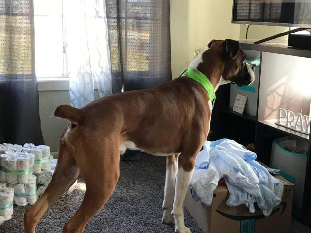 1.5-year-old male purebred Boxer dog need good home - 2/5