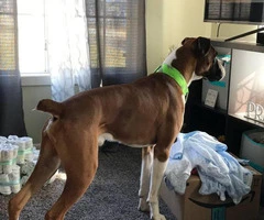1.5-year-old male purebred Boxer dog need good home - 2