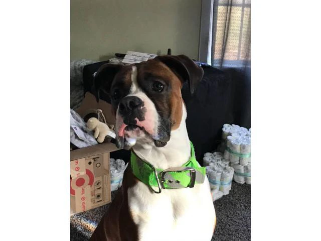 1.5-year-old male purebred Boxer dog need good home - 3/5