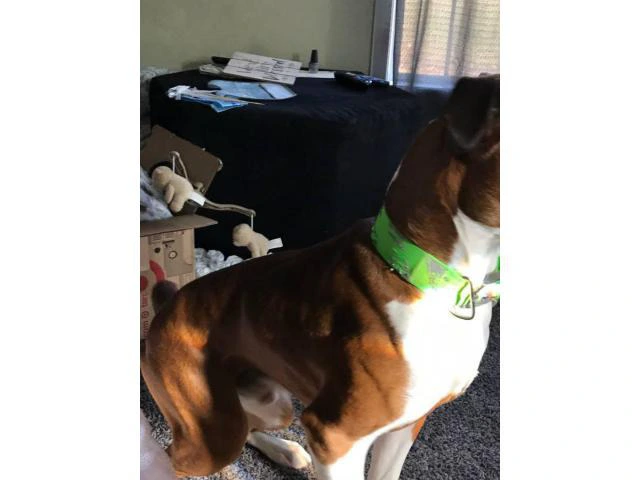 1.5-year-old male purebred Boxer dog need good home - 4/5