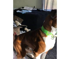 1.5-year-old male purebred Boxer dog need good home - 4