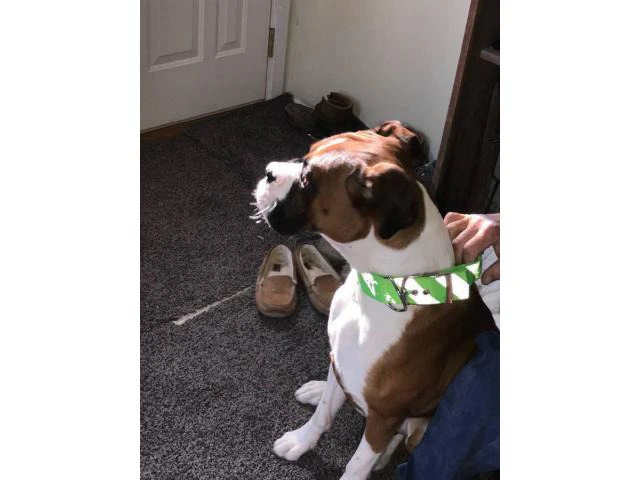 1.5-year-old male purebred Boxer dog need good home - 5/5