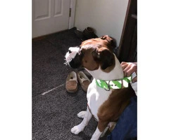 1.5-year-old male purebred Boxer dog need good home - 5