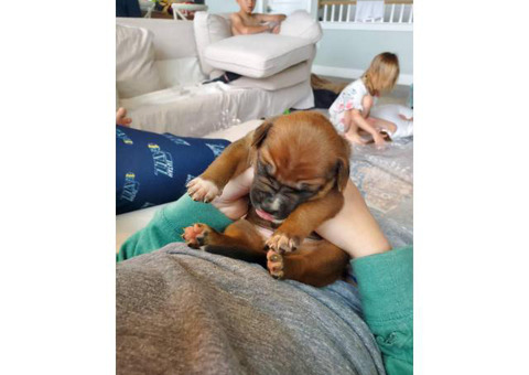 Rhodesian ridgeback puppies need a loving family