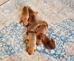 Rhodesian ridgeback puppies need a loving family