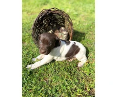 5 males AKC Reg. German Shorthaired Pointers Puppies available - 1