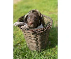 5 males AKC Reg. German Shorthaired Pointers Puppies available - 2