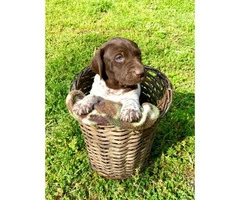 5 males AKC Reg. German Shorthaired Pointers Puppies available - 3
