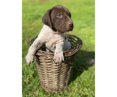 5 males AKC Reg. German Shorthaired Pointers Puppies available - 4
