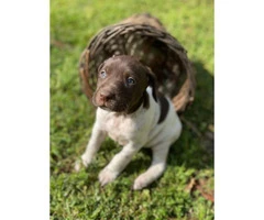 5 males AKC Reg. German Shorthaired Pointers Puppies available - 5
