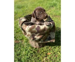 5 males AKC Reg. German Shorthaired Pointers Puppies available - 6