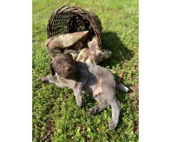 5 males AKC Reg. German Shorthaired Pointers Puppies available - 7