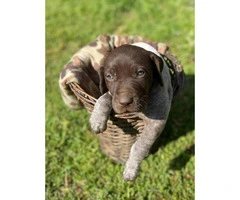 5 males AKC Reg. German Shorthaired Pointers Puppies available - 8