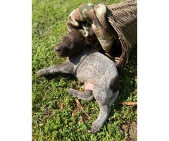 5 males AKC Reg. German Shorthaired Pointers Puppies available - 9
